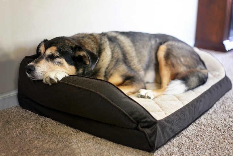 Orthopedic Dog Bed